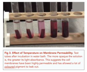 testing permeability of beetroot membrane|factors affecting cell membrane permeability.